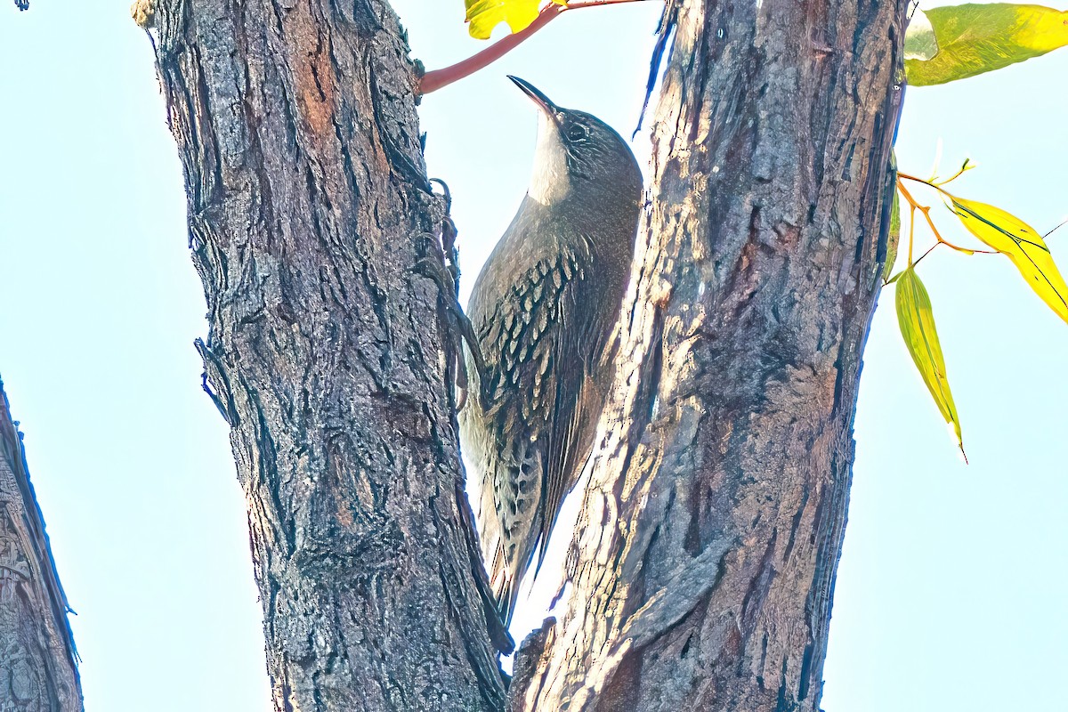 White-throated Treecreeper (White-throated) - Alfons  Lawen