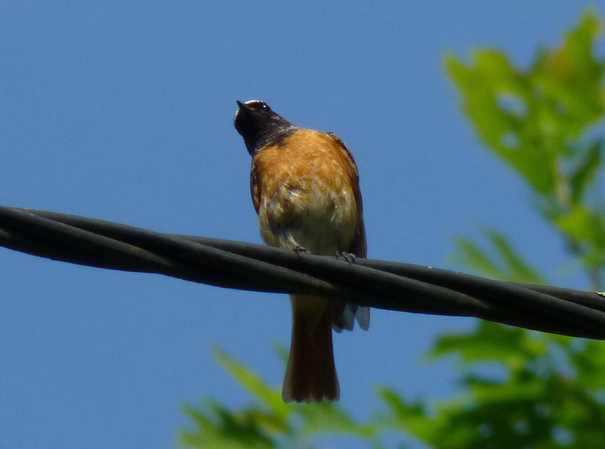 Common Redstart - Crew Samurović