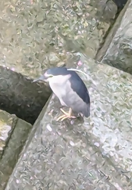 Black-crowned Night Heron - ML619608869