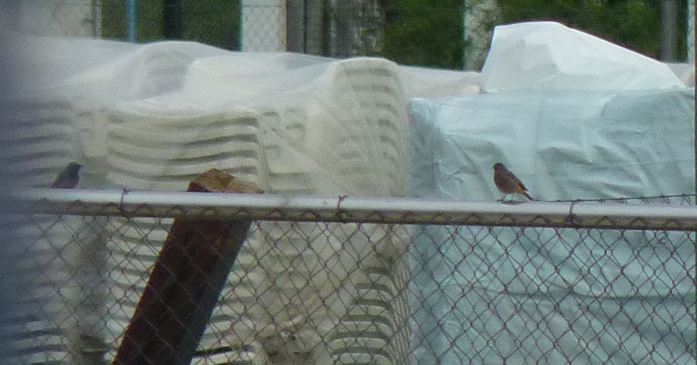 Black Redstart - Crew Samurović