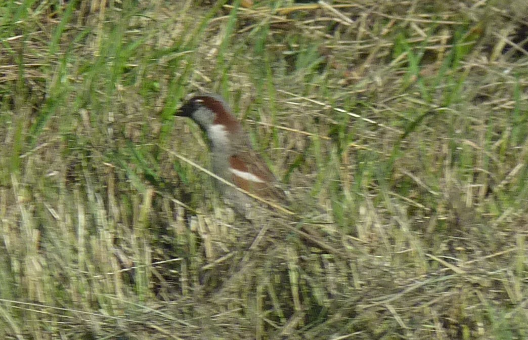 House Sparrow - Crew Samurović