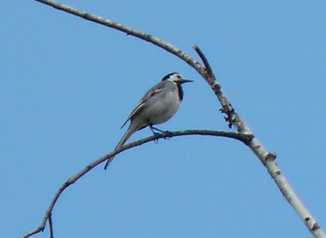 White Wagtail - Crew Samurović