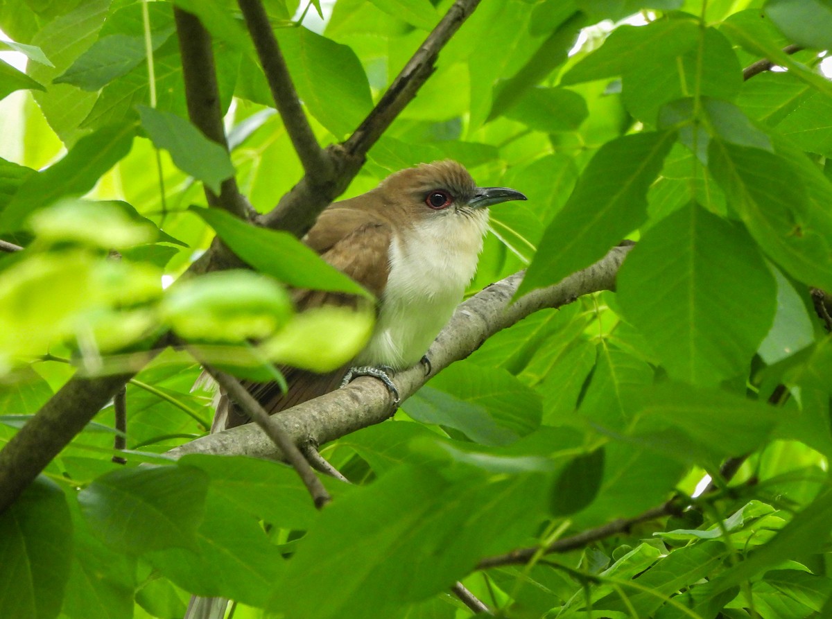 Black-billed Cuckoo - ML619608887