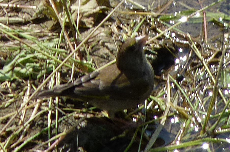 European Greenfinch - Crew Samurović