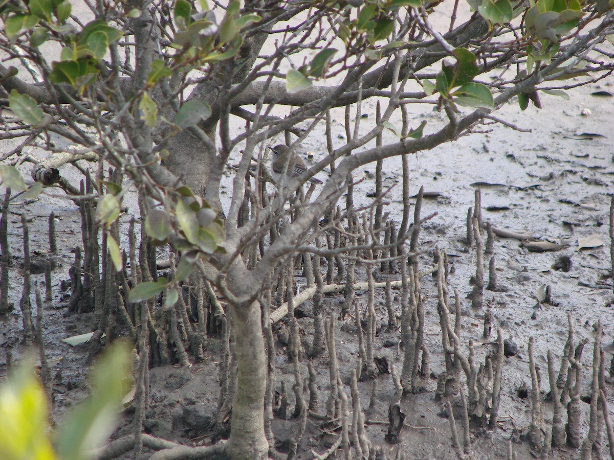 mangrovegerygone - ML619608913