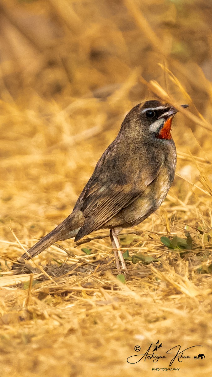 Siberian Rubythroat - Arshiyan Khan