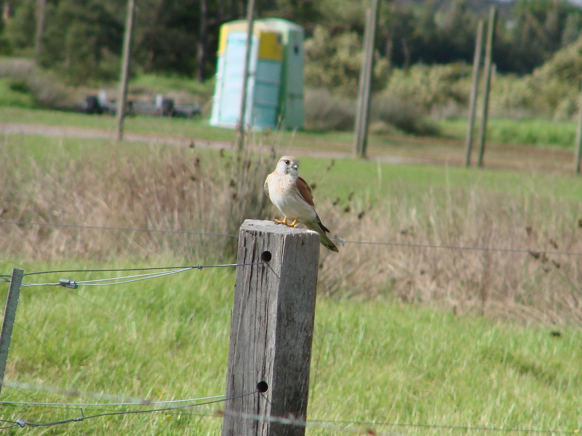 Nankeen Kestrel - Andrew Bishop