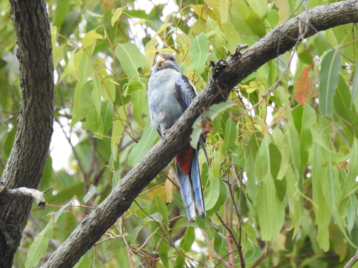 Pale-headed Rosella - Monica Mesch