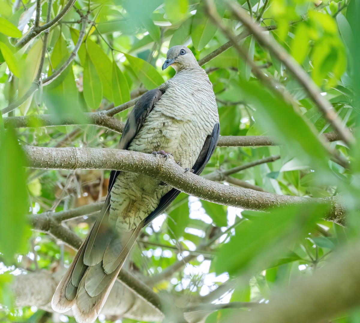 Flores Sea Cuckoo-Dove - Wilbur Goh