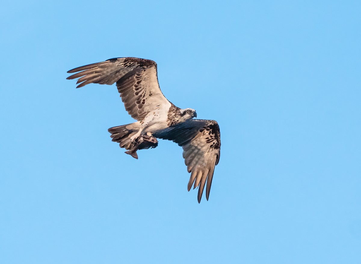 Osprey - Wilbur Goh