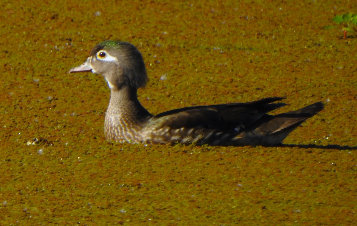 Wood Duck - ML619608938