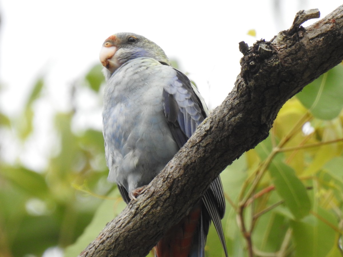 Pale-headed Rosella - Monica Mesch