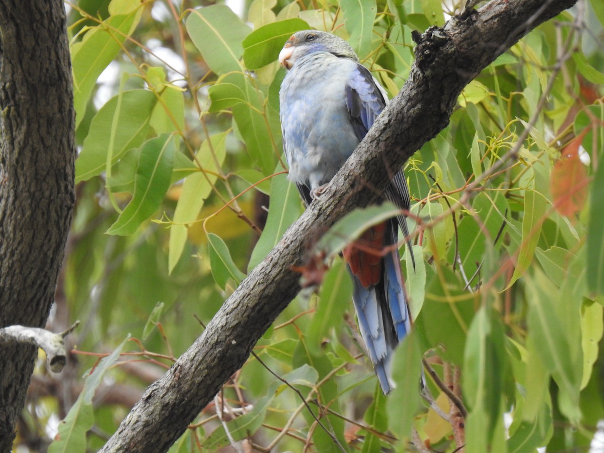 Pale-headed Rosella - Monica Mesch