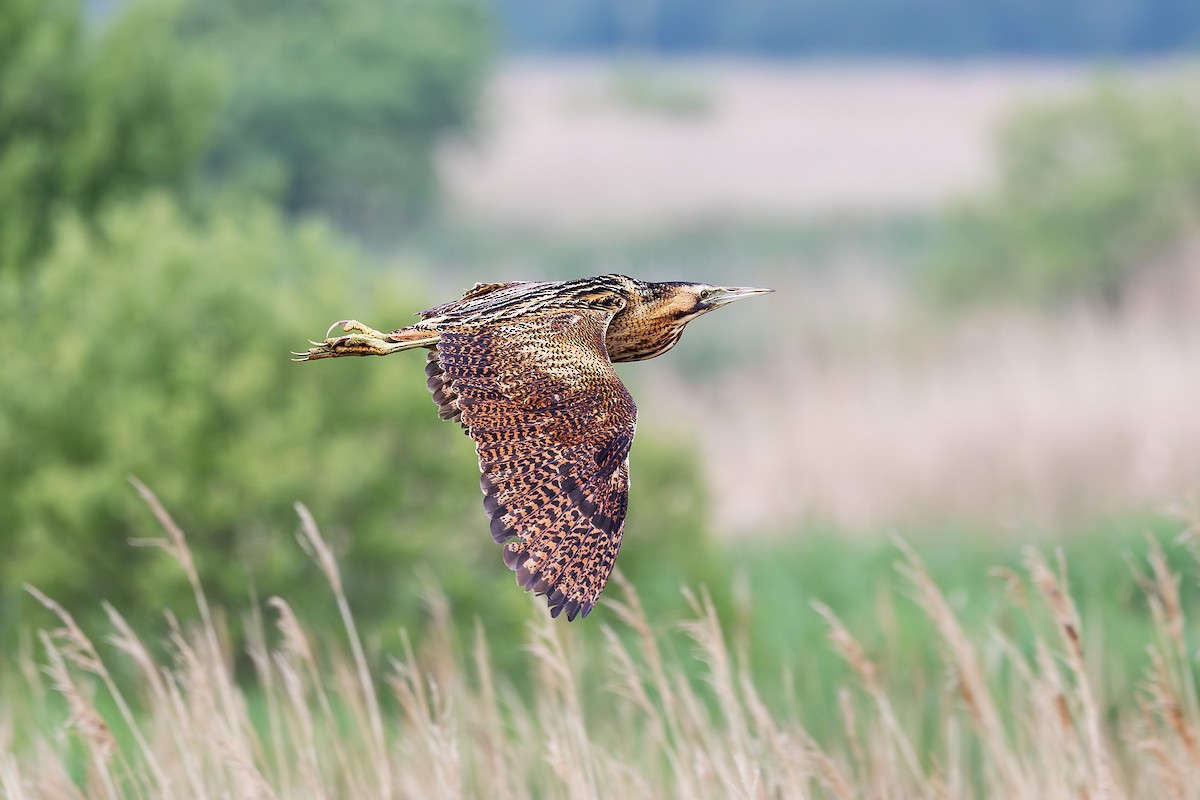 Great Bittern - Steve Moore-Vale