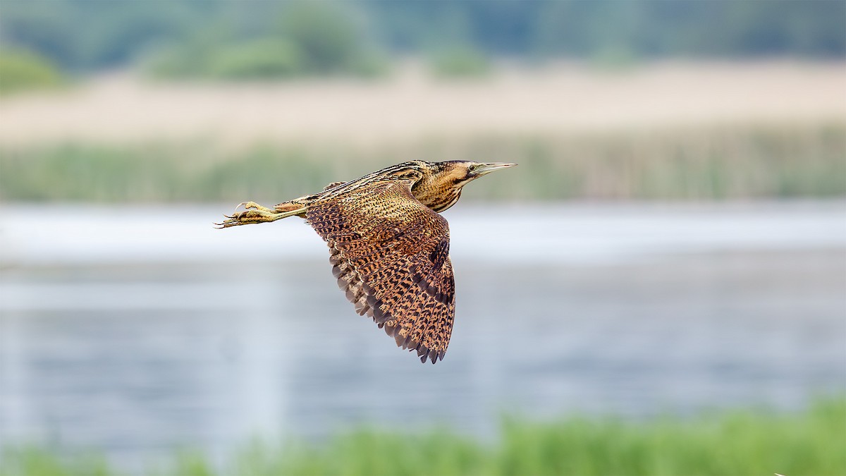 Great Bittern - Steve Moore-Vale