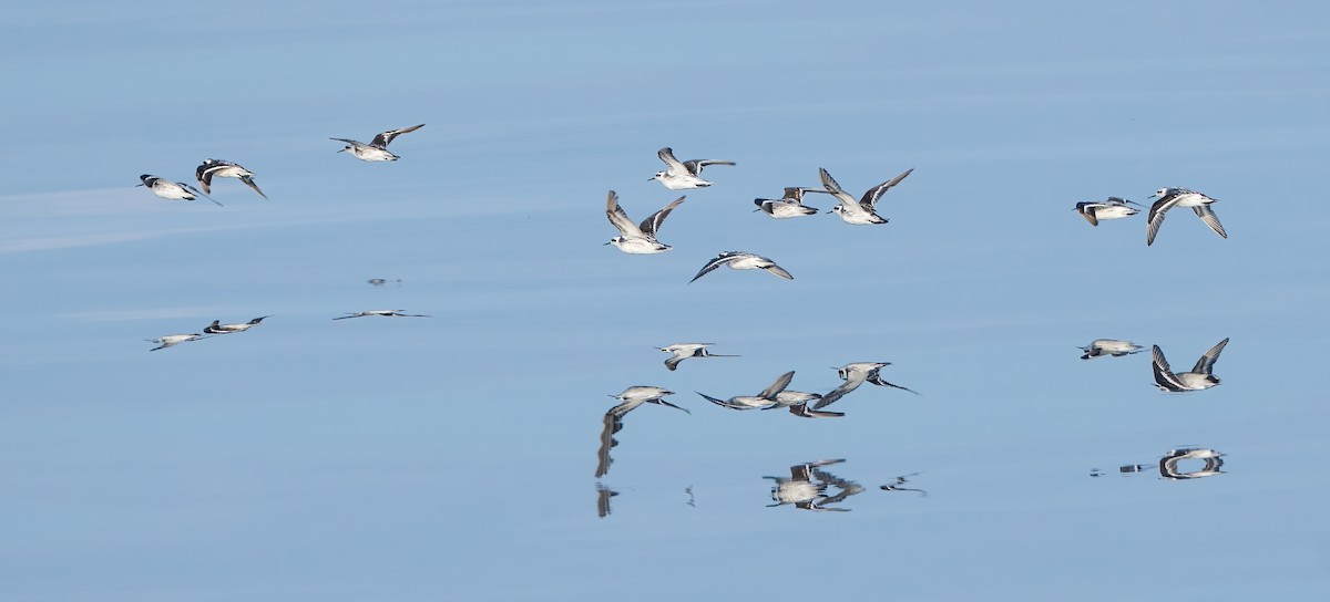 Red-necked Phalarope - Wilbur Goh