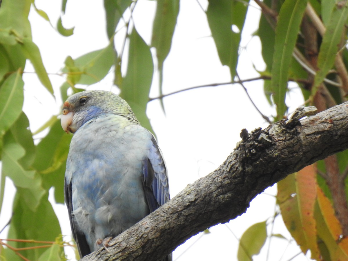 Pale-headed Rosella - Monica Mesch