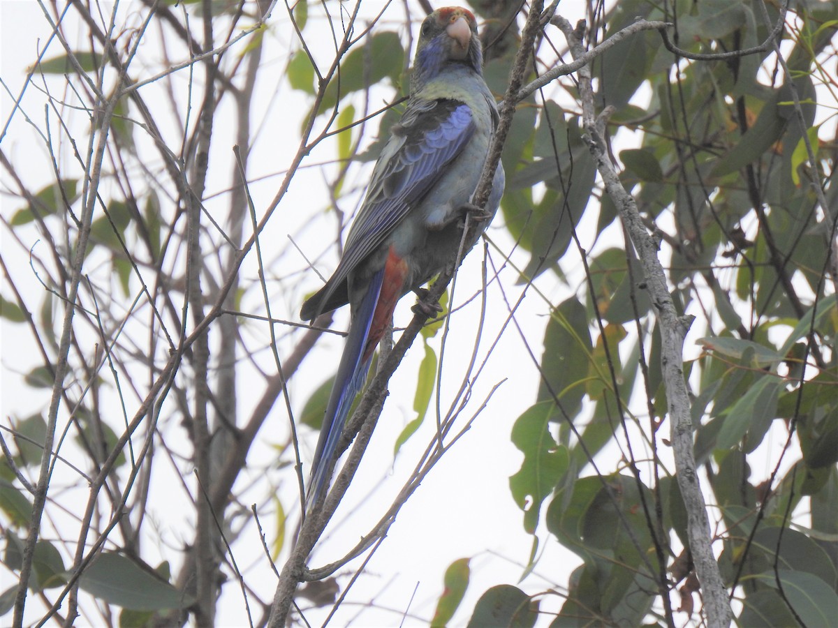 Pale-headed Rosella - Monica Mesch