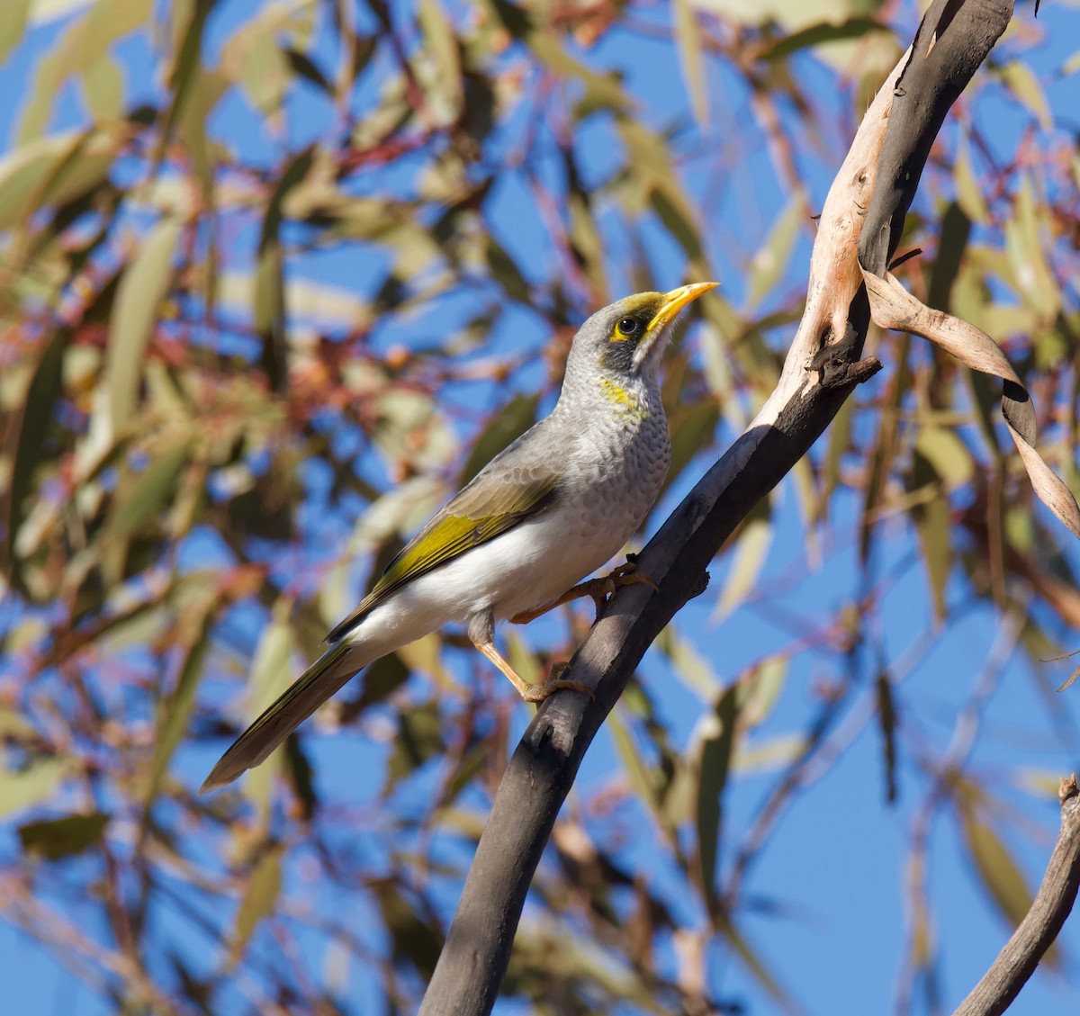 Yellow-throated Miner - ML619608952