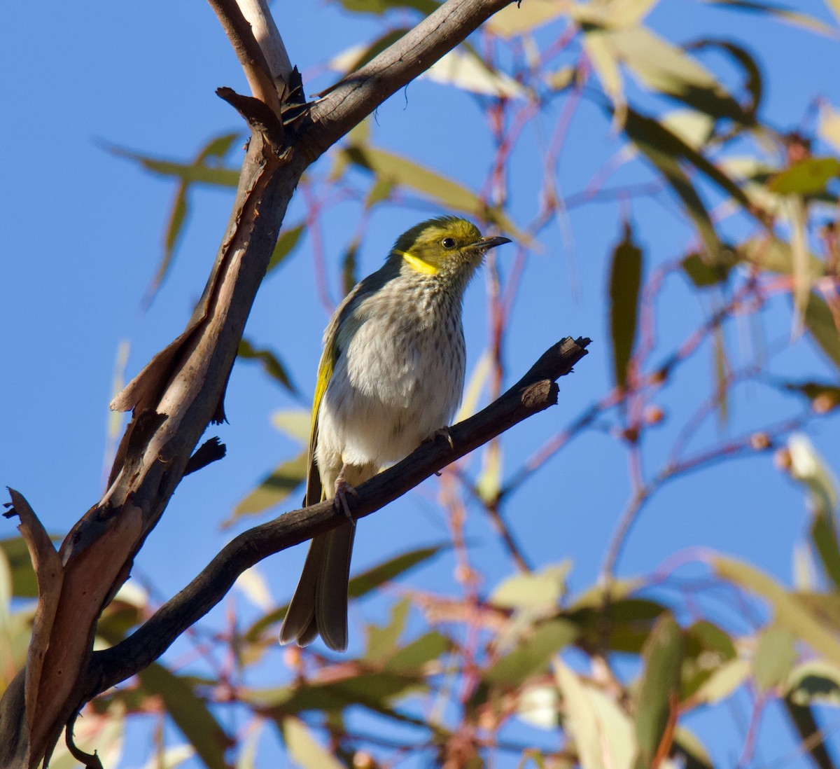 Yellow-plumed Honeyeater - ML619608959