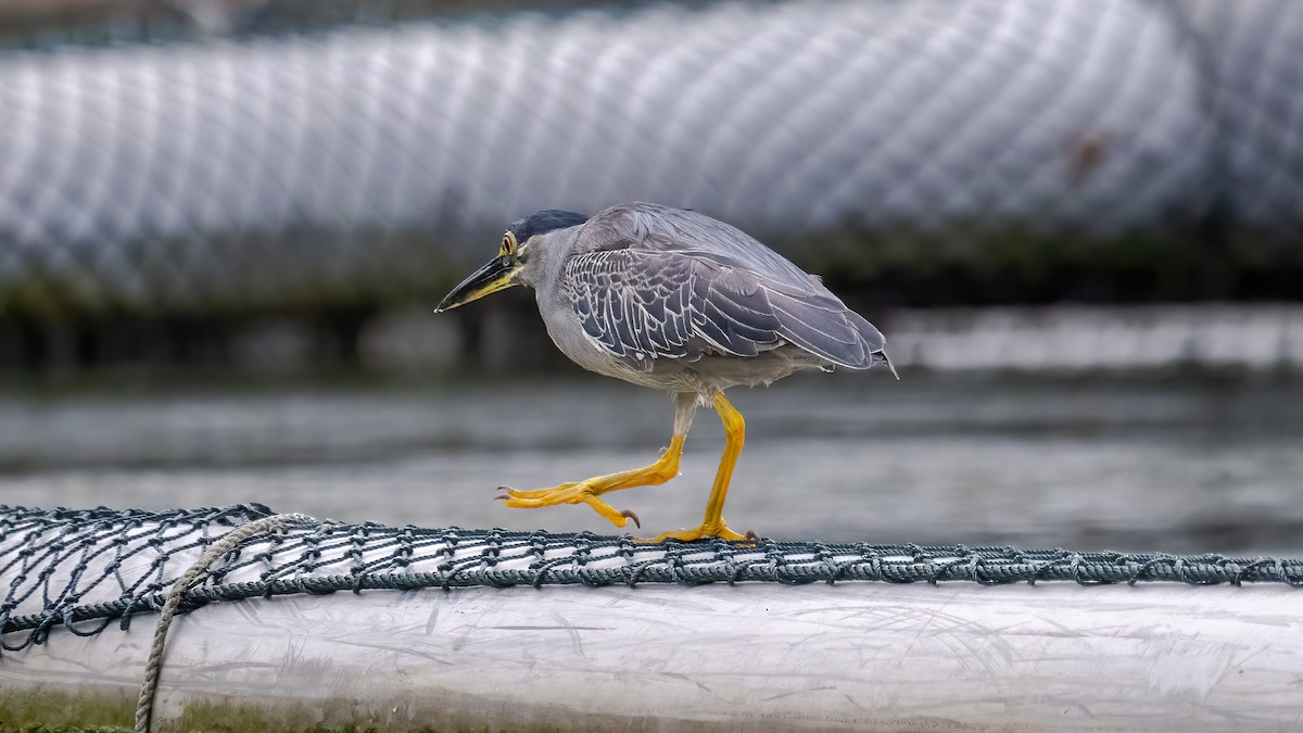 Striated Heron - Soong Ming Wong