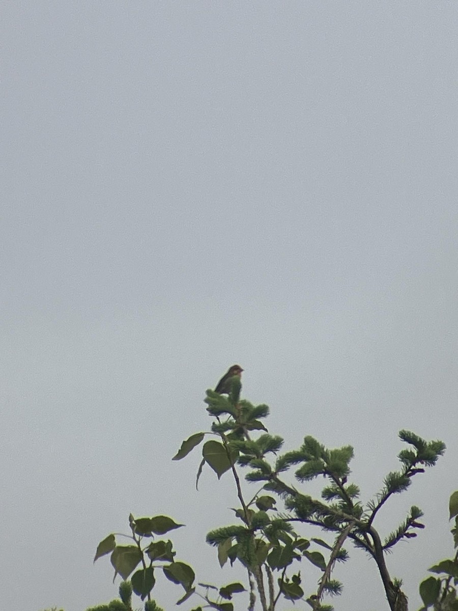 passerine sp. - Quetzal Pineda