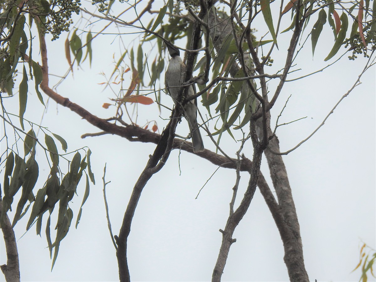 Little Friarbird - Monica Mesch