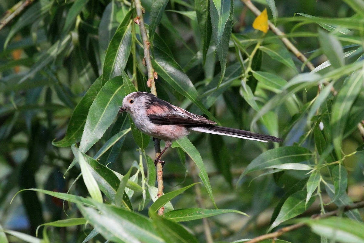 Long-tailed Tit - Rainer Seifert