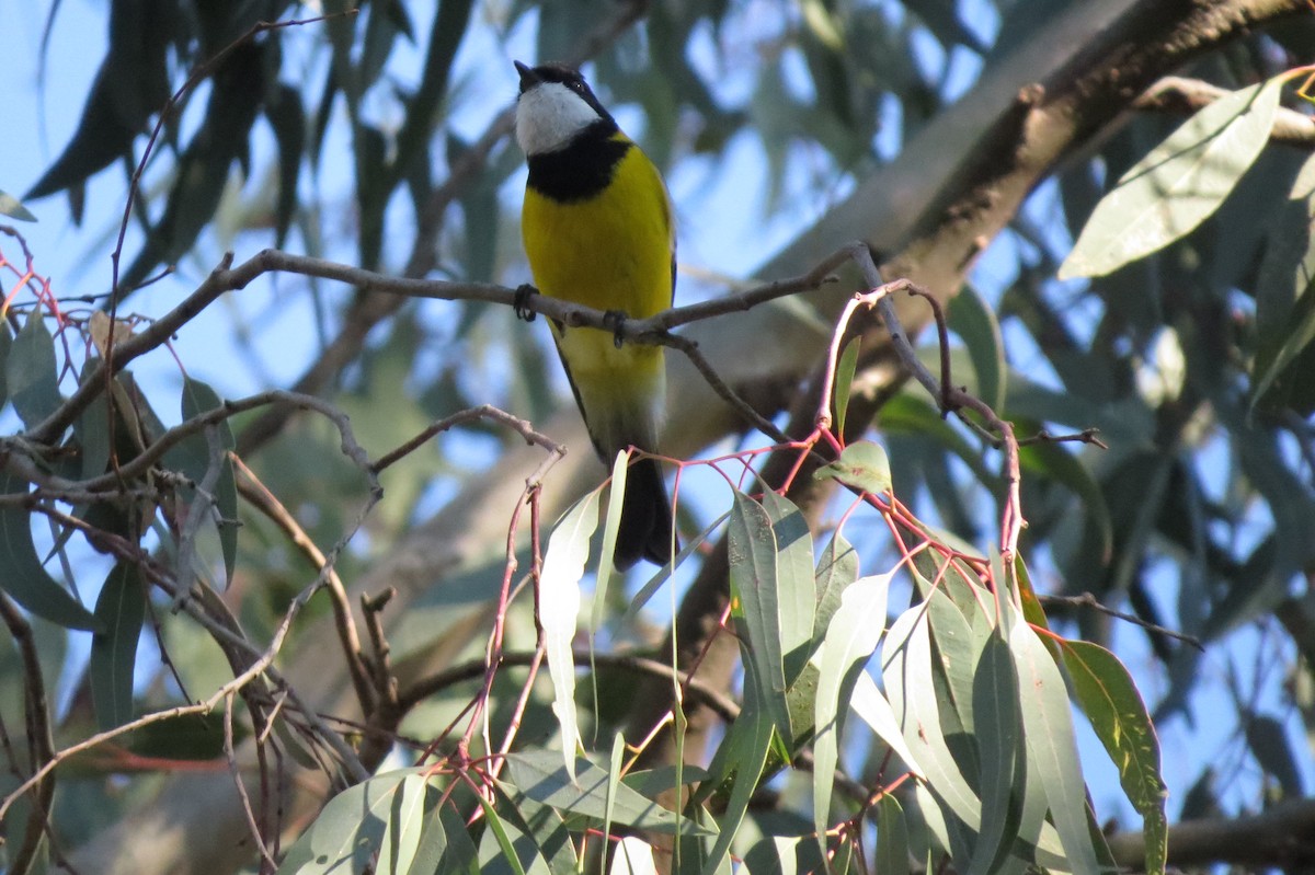 Golden Whistler - Andrew Peel