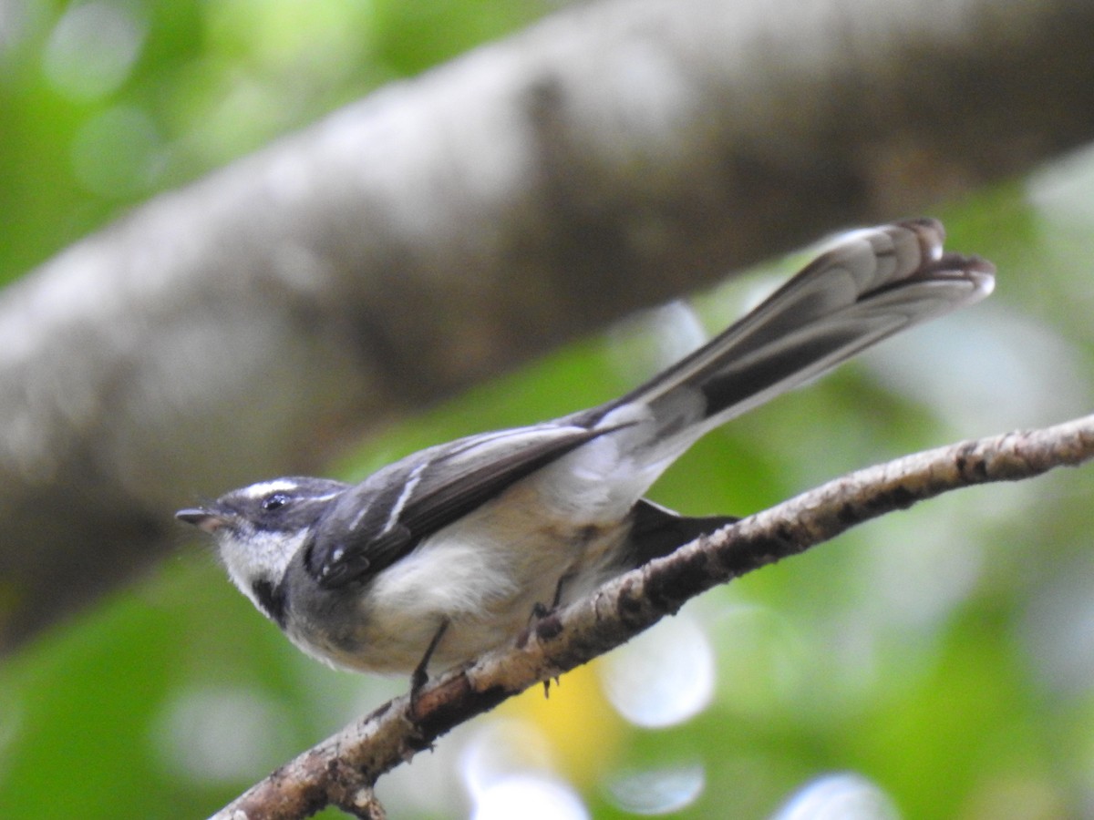 Gray Fantail - Monica Mesch