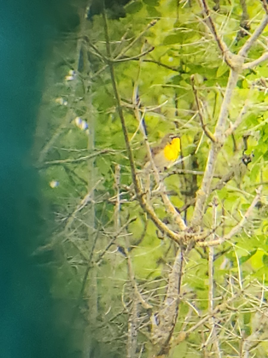 Yellow-breasted Chat - Quetzal Pineda