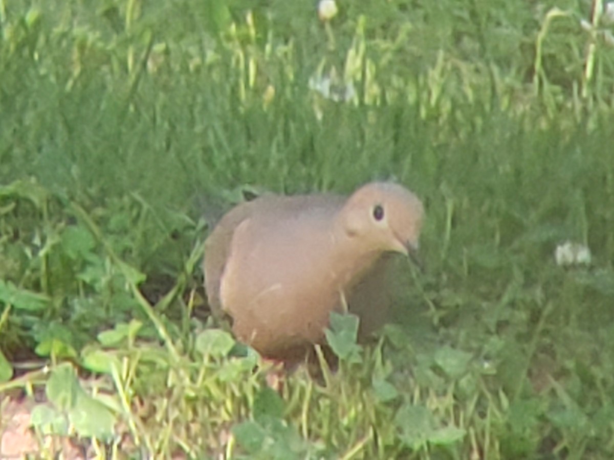 Mourning Dove - Michelle Spacek