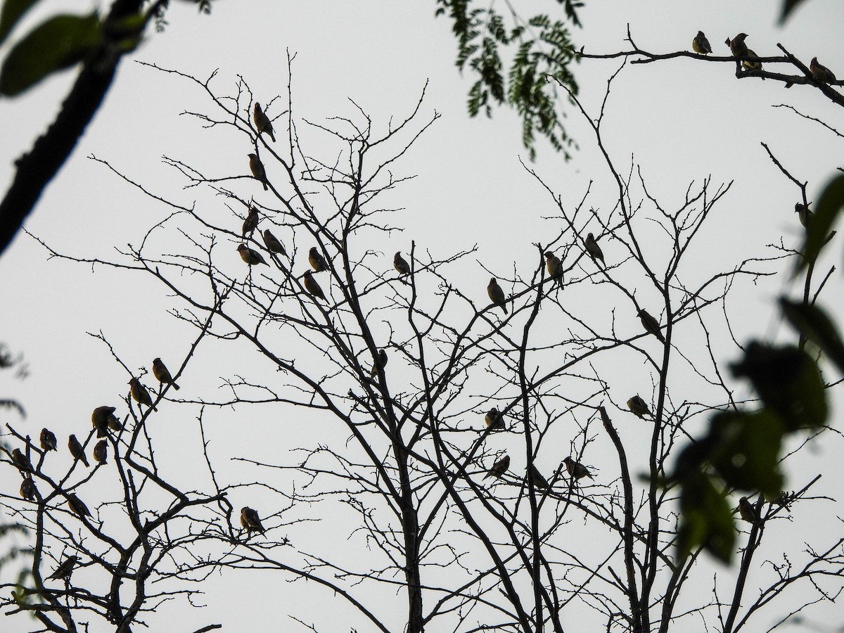 Cedar Waxwing - Susan Brauning