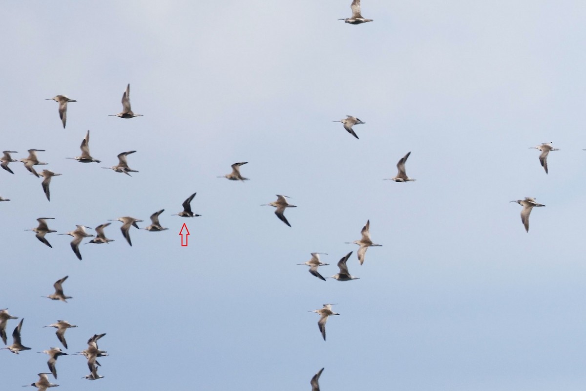 Hudsonian Godwit - ML619609009