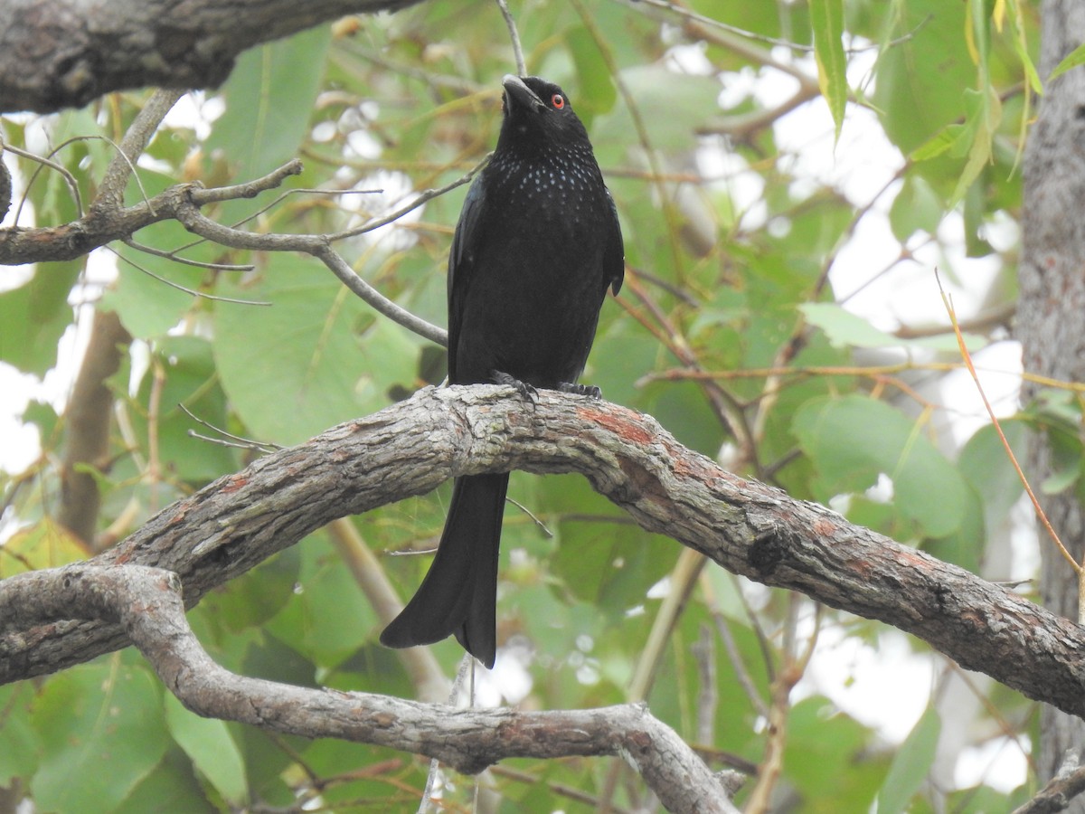 Spangled Drongo - ML619609011