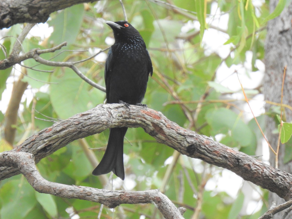 Spangled Drongo - Monica Mesch