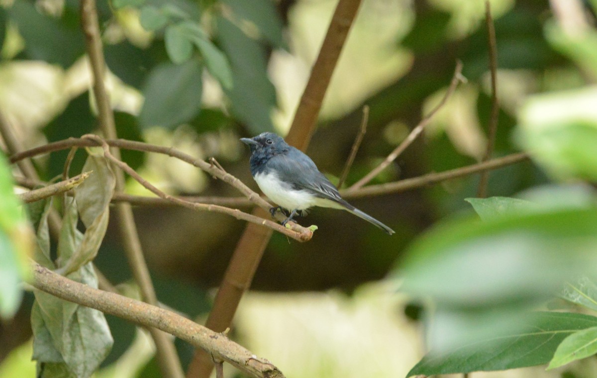 Leaden Flycatcher - Monica Mesch