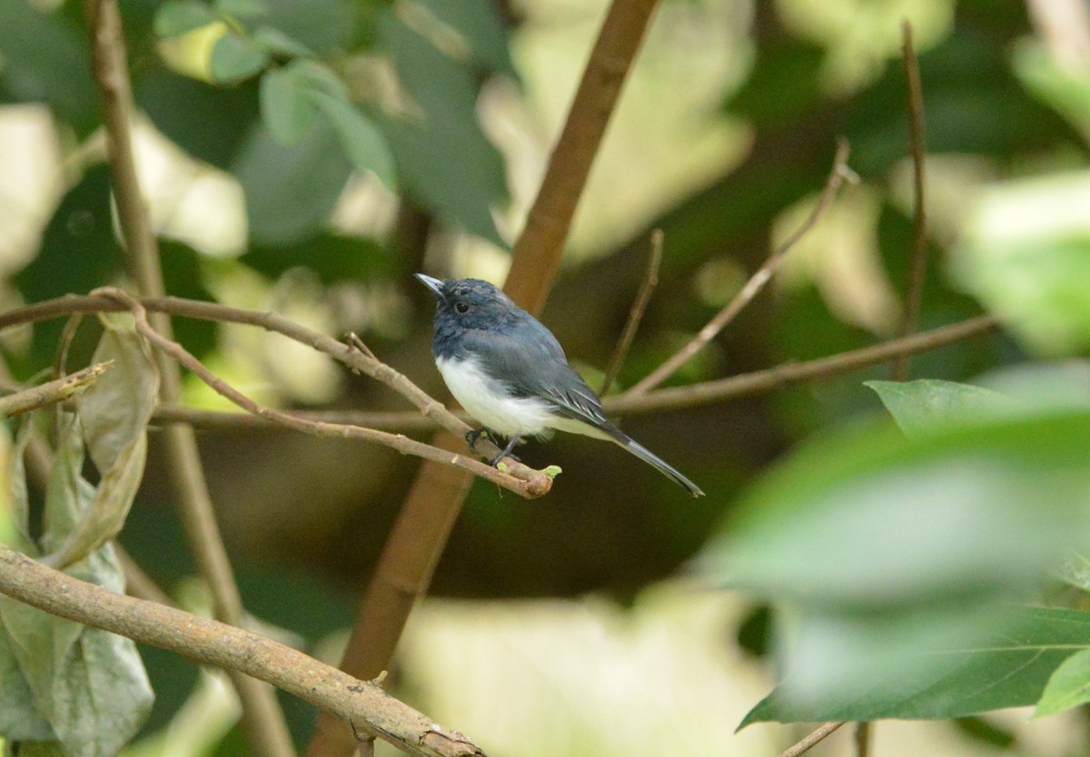 Leaden Flycatcher - Monica Mesch