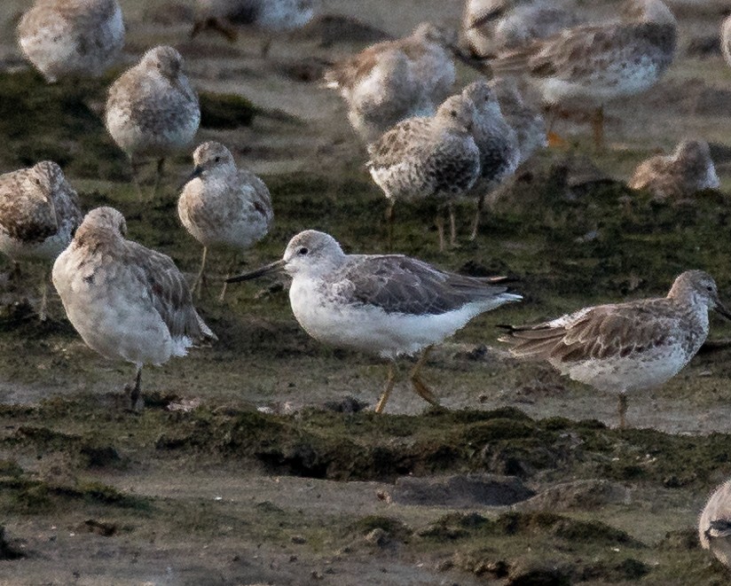 Nordmann's Greenshank - ML619609022