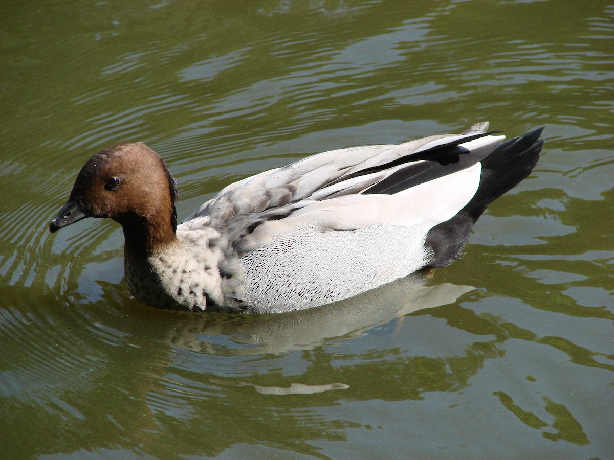 Maned Duck - Andrew Bishop