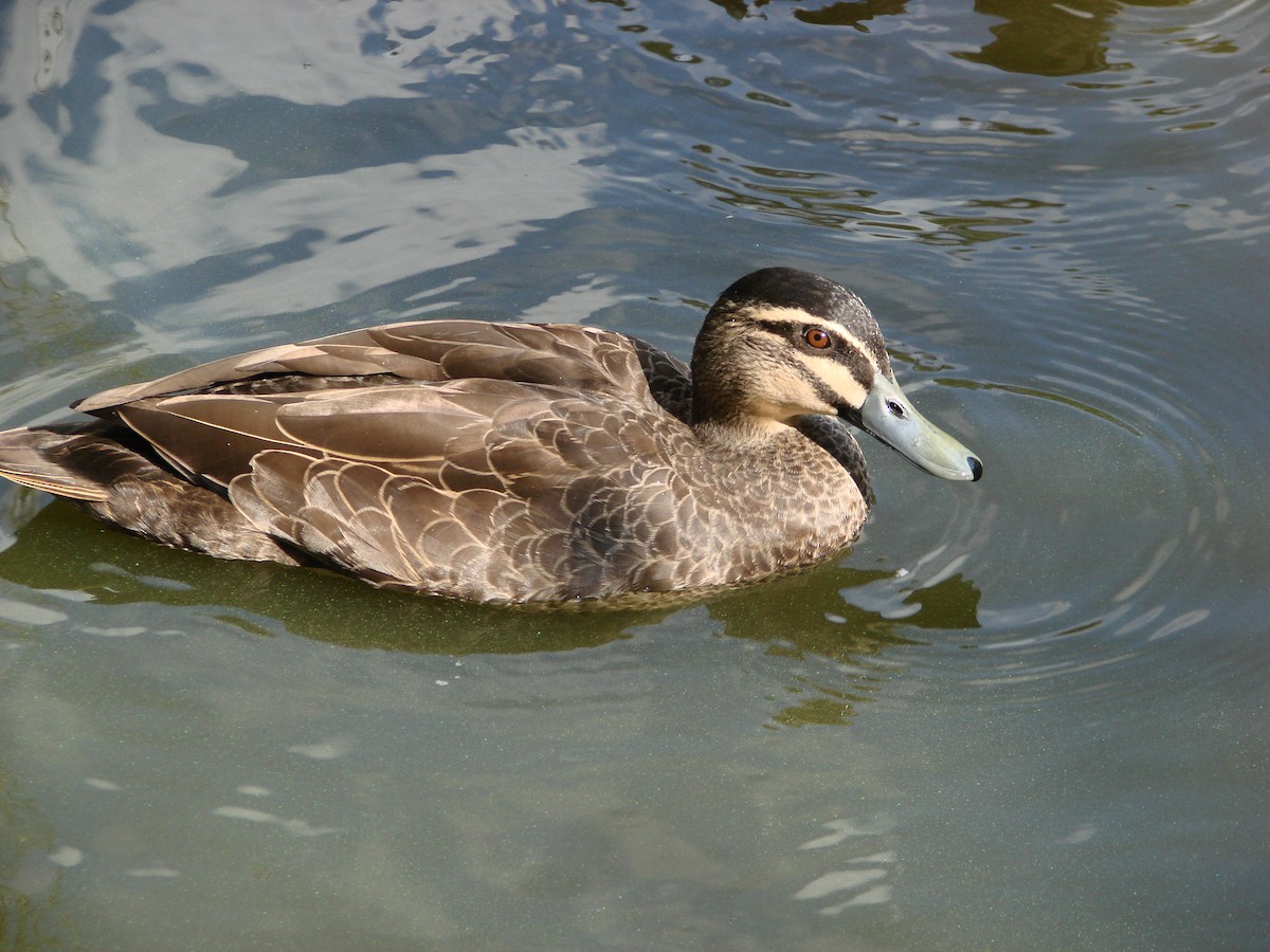 Pacific Black Duck - Andrew Bishop