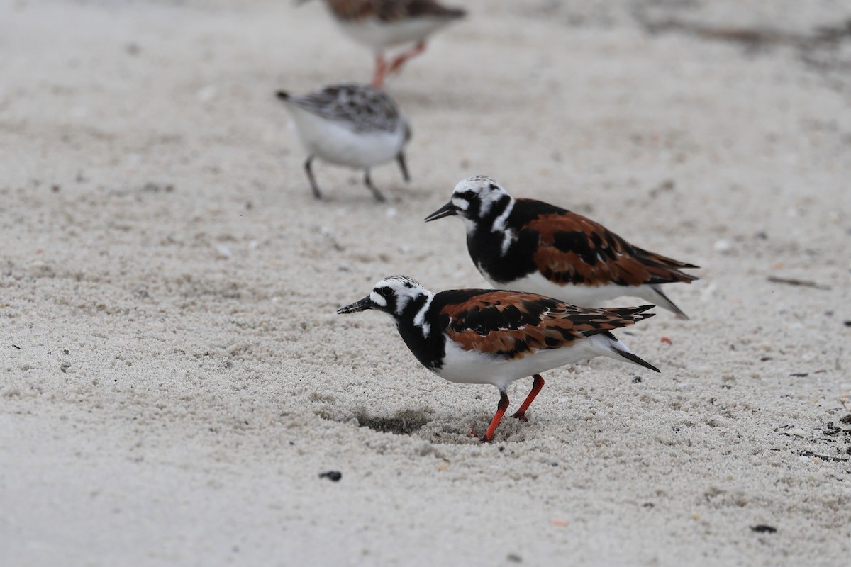 Ruddy Turnstone - Darcy Pinotti