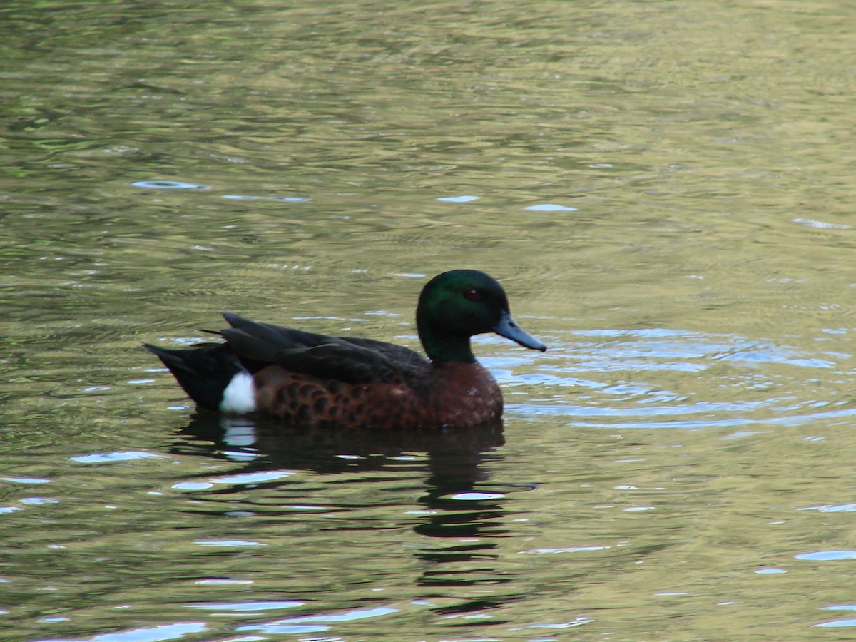 Chestnut Teal - Andrew Bishop