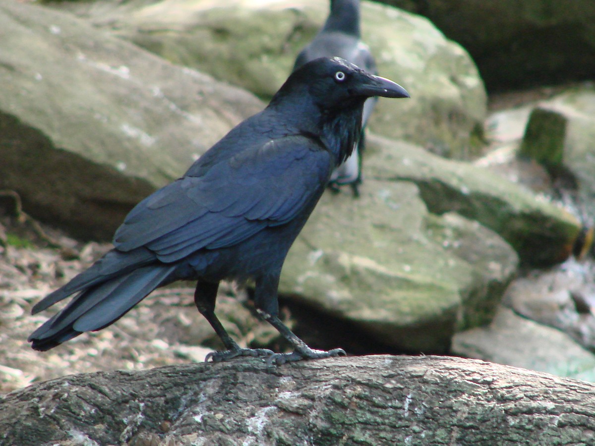 Australian Raven - Andrew Bishop
