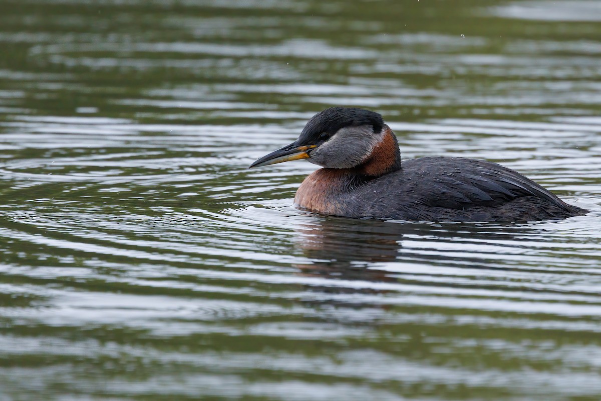 Red-necked Grebe - Nathan Goldberg