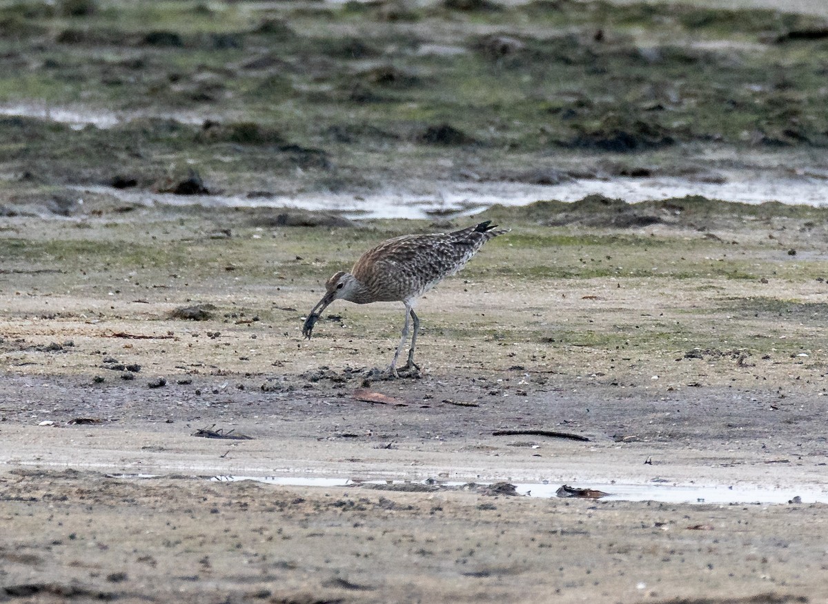 Regenbrachvogel - ML619609036