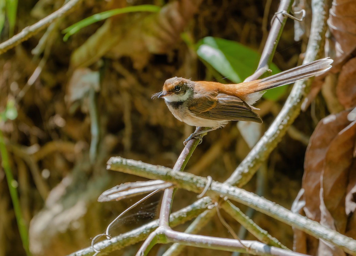 Supertramp Fantail - Wilbur Goh