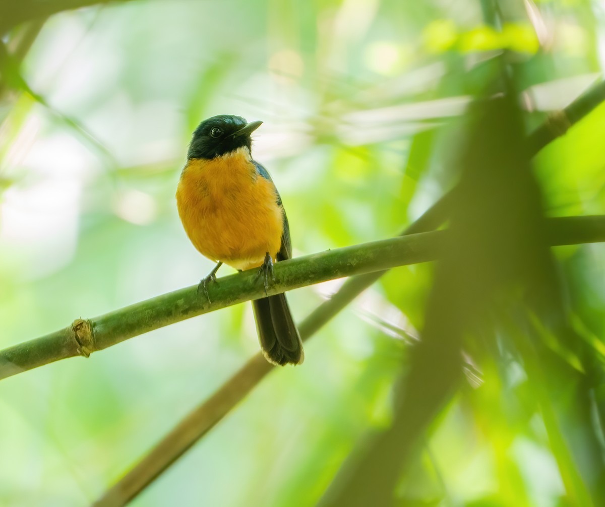 Sulawesi Blue Flycatcher (Tanahjampea) - Wilbur Goh