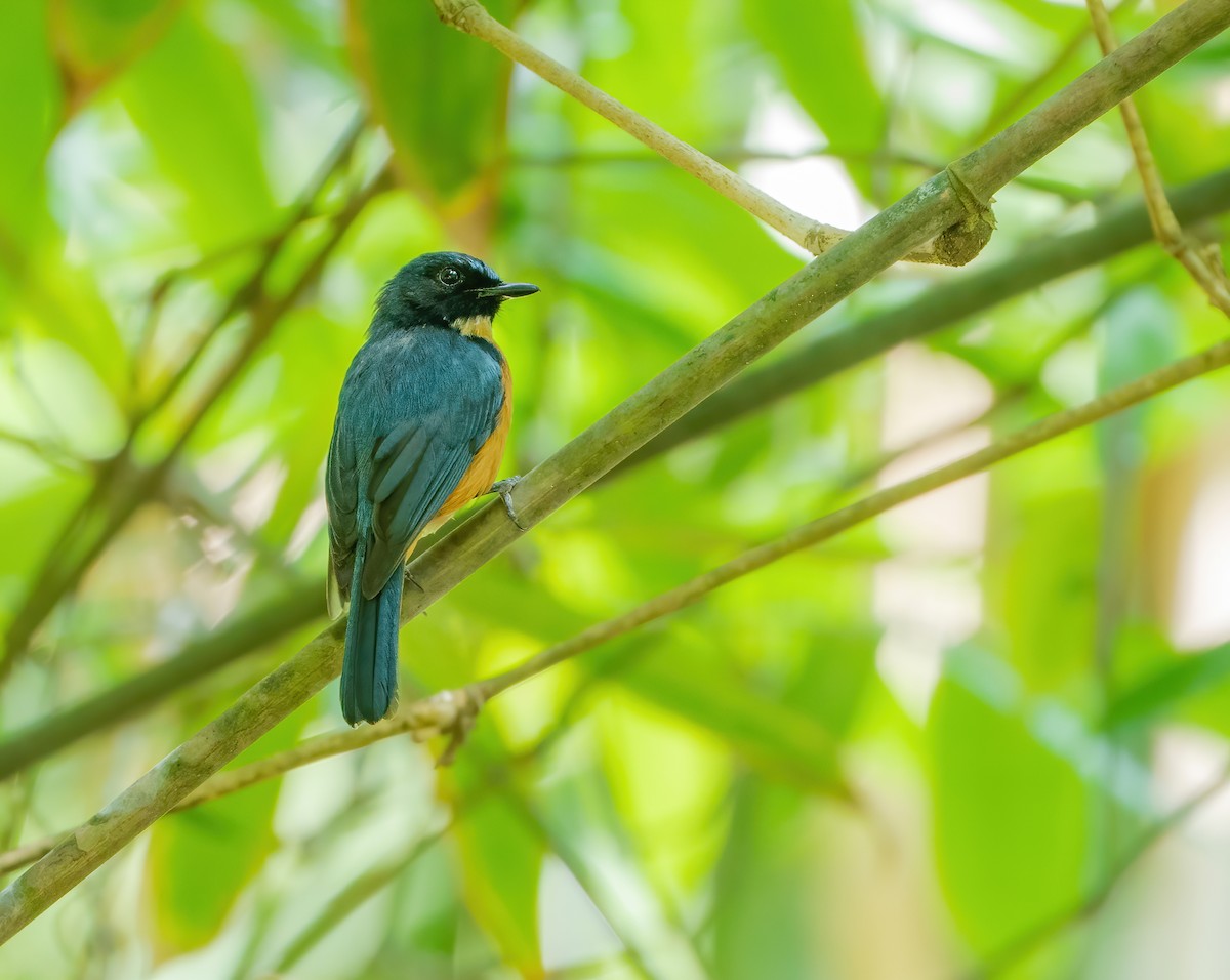Sulawesi Blue Flycatcher (Tanahjampea) - Wilbur Goh
