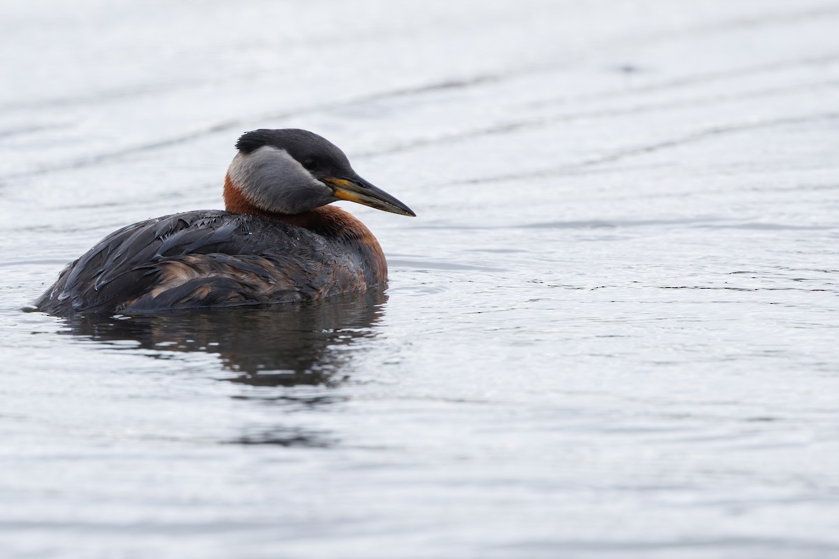 Red-necked Grebe - Nathan Goldberg